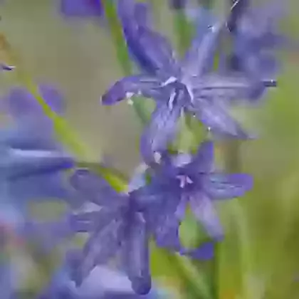 Tataricum